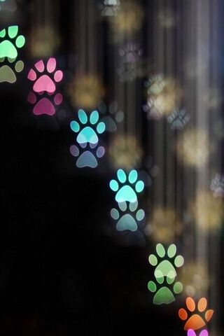 Paw-sitive Vibes: A Col..