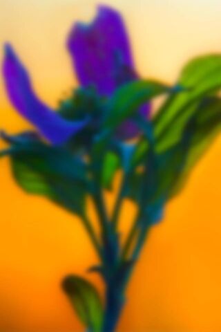 Whispers of Color: A Blurred Bloom