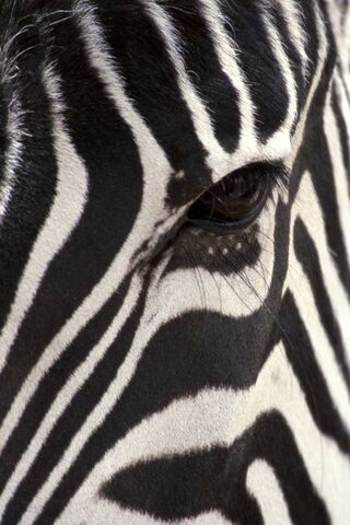 Stripes of Elegance: Th..