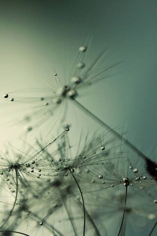 Whispers of Nature: Dandelion Dreams 🌬️✨