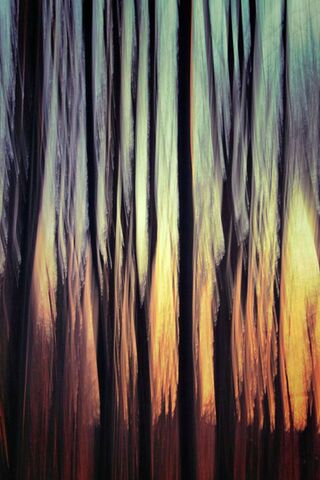 Whispers of the Forest 🌲✨
