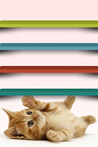 Playful Paws on Colorfu..