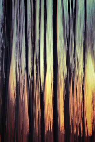 Whispers of the Forest 🌲✨