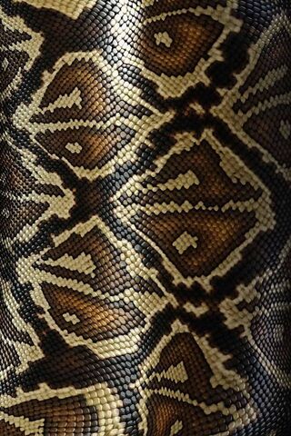 Nature's Intricate Art: The Beauty of Snake Skin 🐍✨
