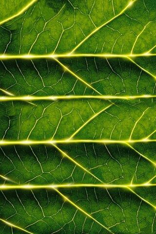 Nature's Sideloader: The Leafy Network 🌿