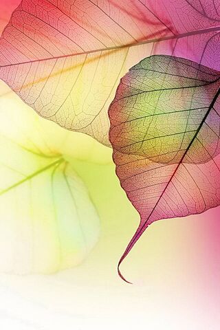 Whispers of Nature: The..