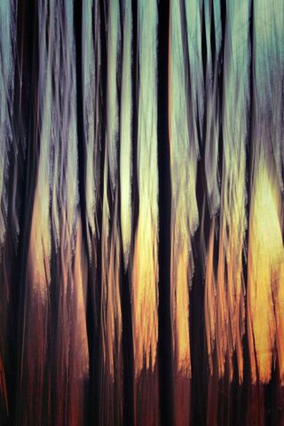 Whispers of the Forest 🌲✨