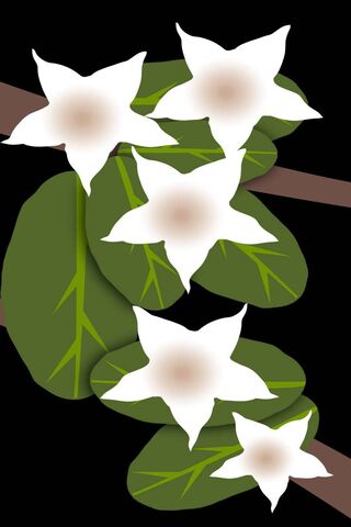 A Lucky Clover Background Wallpaper Image For Free Download  Pngtree