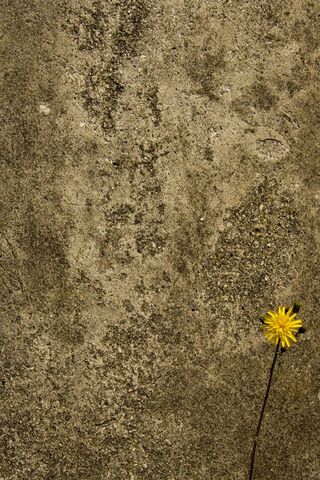 Nature's Resilience: A Flower Against the Odds 🌼