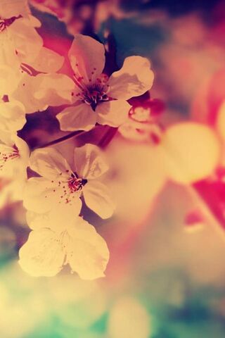 Blossoms of Liberation ..
