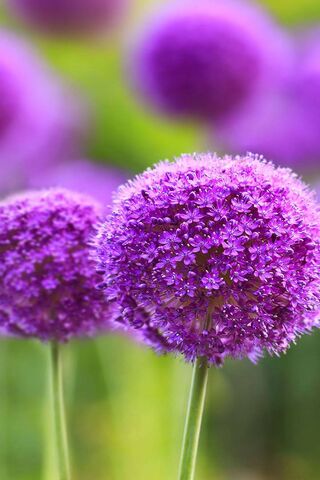 Oppo Blooms: A Vibrant ..