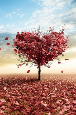 Love in Nature: The Heart Tree 🌳❤️