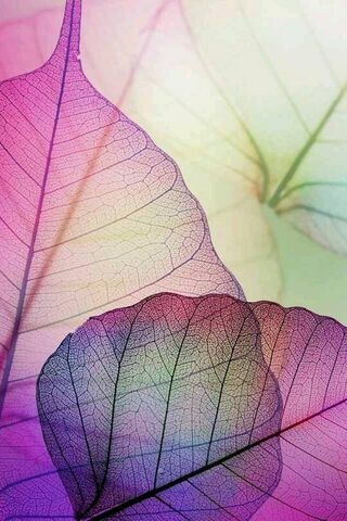 Whimsical Hues of Natur..
