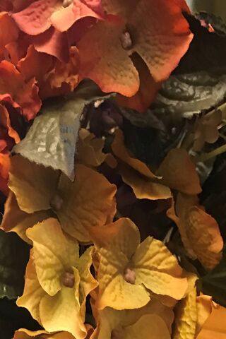 Autumn Blooms: A Floral Embrace 🍂🌼