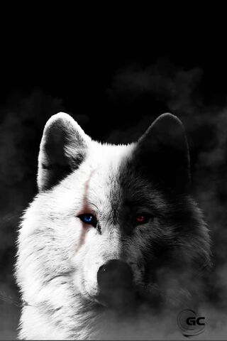 الذئب الأسود والأبيض