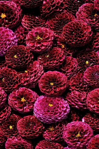 Purple Dahlia
