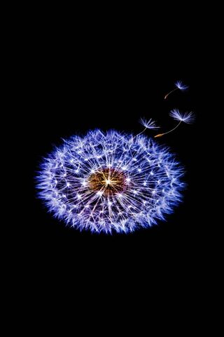 Dandelion Dreams: A Spa..