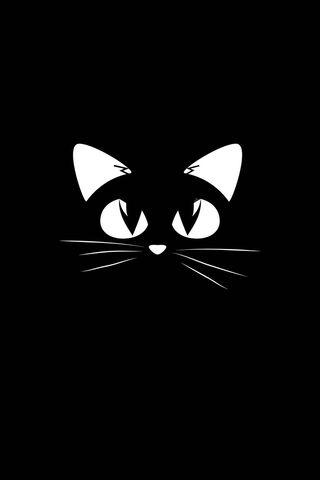 القط باللون الأسود