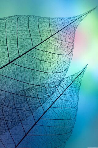 Whispers of Nature: The..