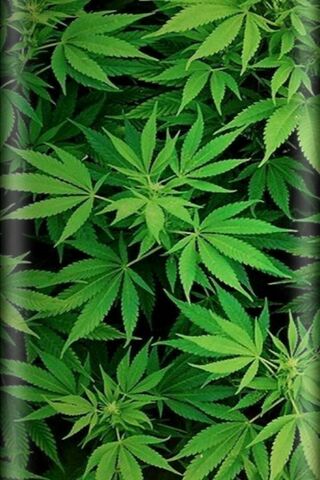 Lush Greenery: Nature's Canvas 🌿