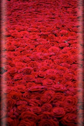 Crimson Dreams: A Sea of Roses 🌹✨