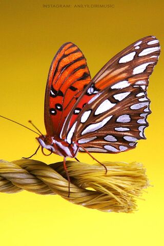 Wings of Wonder: The Vibrant Butterfly 🦋✨