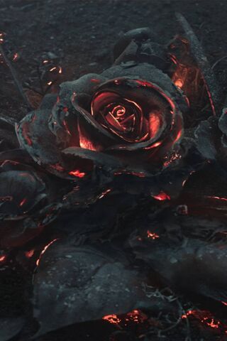 Embers of Elegance: The Fiery Rose