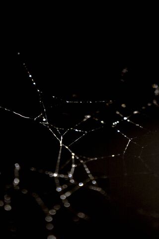 Glistening Threads of Nature's Artistry ✨🕸️