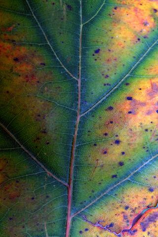 Vibrant Leaf Symphony 🍃✨