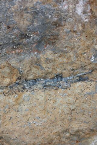 Echoes of the Past: The Ancient Shell Midden