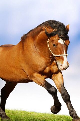 Grace in Motion: The Majestic Canter