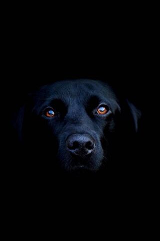 Mystery of the Black Do..