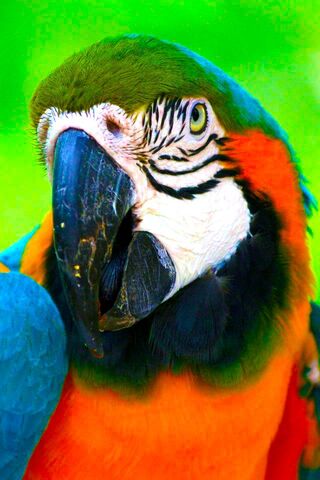 Vibrant Feathers: A Colorsplash of Nature 🌈🦜