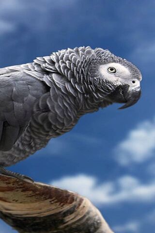 Parrot Wallpaper - Download to your mobile from PHONEKY