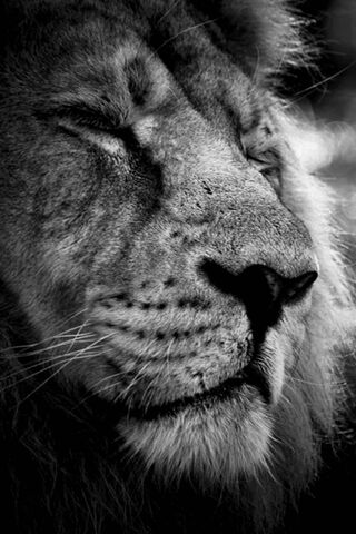 Wild Lion