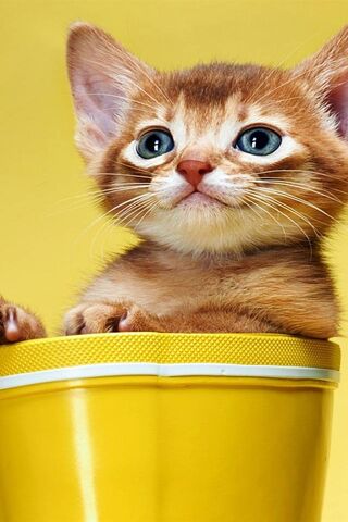 Kitten In Cup