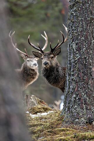 Whispers of the Wild: A..