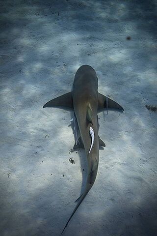 Underwater Harmony: Shark and Cleaner Fish