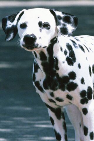 Dalmation Dog