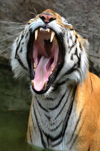 Tiger Roar I5