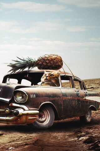 Cat Car Pineapple