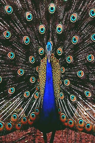 Hd Peacock