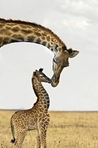 A Tender Moment in the ..