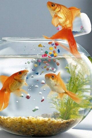 Bubbles of Joy: A Goldf..