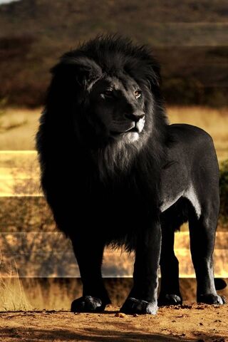 Dark Lion
