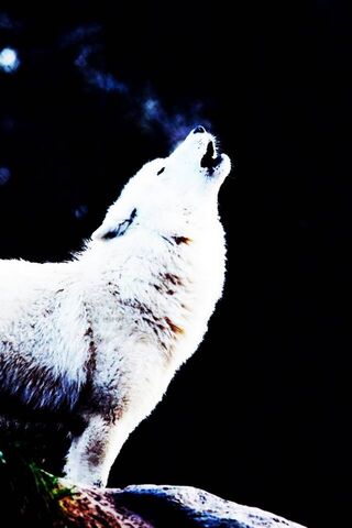 Echoes of the Wild: The..