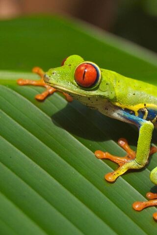 The Vibrant Guardian of the Rainforest 🌿🐸