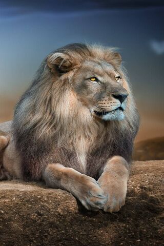 sư tử