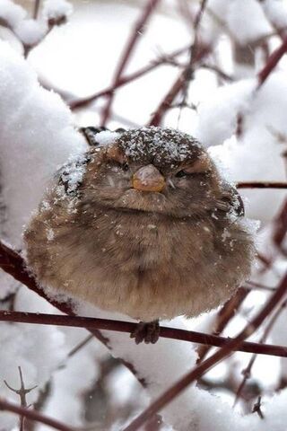 Winter's Solitude: The Lonely Bird