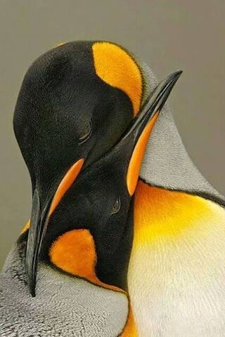 Embrace of the Paradise Birds 🌅💛